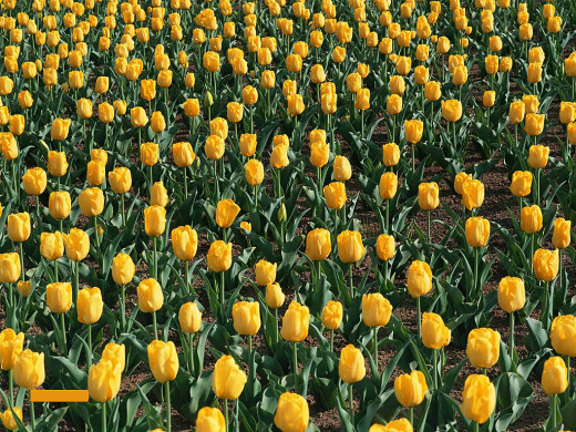 424220 (a): :1024x768